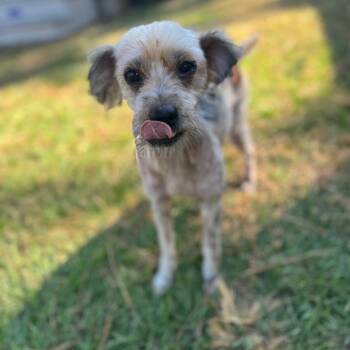 Rescue Terrier and Mixed Breed Dogs for Adoption in Houston, Texas - Pudge | PetCurious