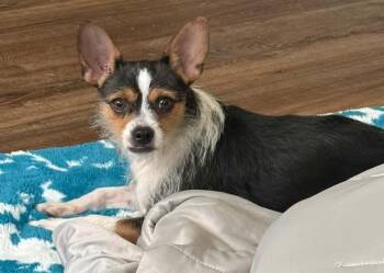 Jax -  Yorkshire Terrier Dog for Adoption in Walker, Louisiana - Jax | PetCurious