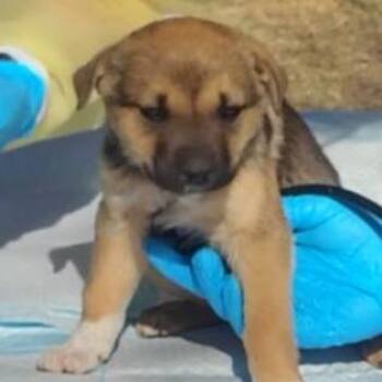 Mixed Breed Dogs Available for Adoption - Sneezy | PetCurious