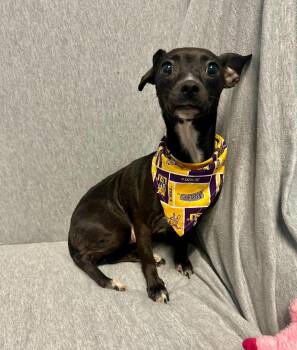Ava -  Chihuahua and Dachshund Dog for Adoption in Walker, Louisiana - Ava | PetCurious