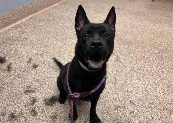 Pit Bull Terrier and Mixed Breed Dogs Available for Adoption in Colorado Springs, Colorado - NINA JACK | PetCurious