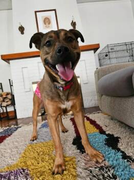 Shepherd Dogs Available for Adoption in Albuquerque, New Mexico - Wonton | PetCurious