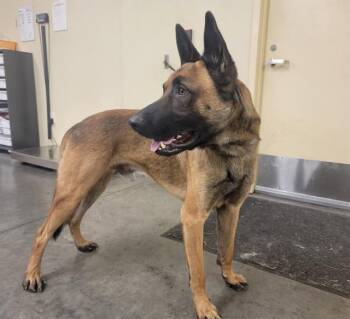 Rescue Belgian Shepherd Malinois Dogs for Adoption in Tustin, California - KADE | PetCurious