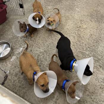 Crab -  Chihuahua and Pit Bull Terrier Dog for Adoption in Woodinville, Washington - Crab | PetCurious