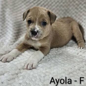 Retriever and Hound Dogs Available for Adoption - Ayola | PetCurious