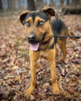 Mixed Breed Dogs Available for Adoption in Atlanta, Georgia - Travis | PetCurious