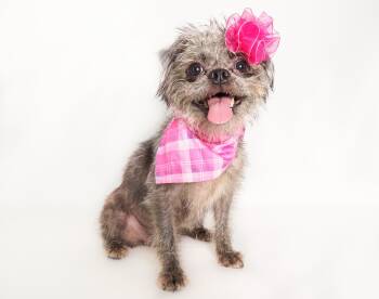 Gremlina -  Brussels Griffon and Terrier Dog for Adoption in Phoenix, Arizona - Gremlina | PetCurious