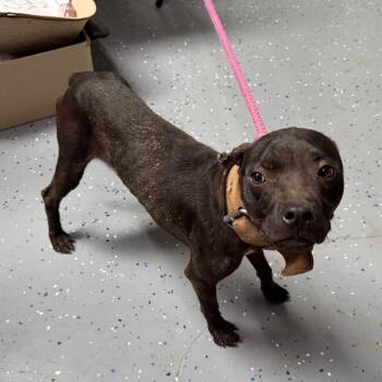 TUSC-Stray-84722_2 -  Pit Bull Terrier and Mixed Breed Dog for Adoption in Tuscaloosa, Alabama - TUSC-Stray-84722_2 | PetCurious