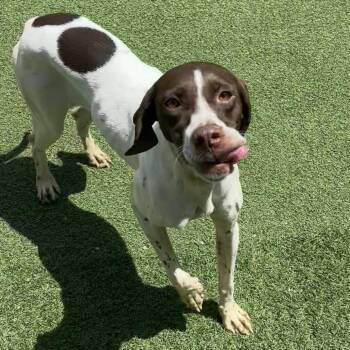 Shy 2485 -  English Pointer Dog for Adoption in Loxahatchee Groves, Florida - Shy 2485 | PetCurious