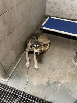 Rescue Whippet and Mixed Breed Dogs for Adoption in Stockton, California - LEGOLAS | PetCurious