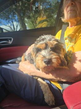 Rescue Cavalier King Charles Spaniel and Poodle Dogs for Adoption in Rosenberg, Texas - Ace | PetCurious