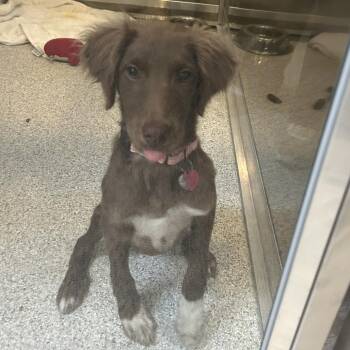 PORTIA -  Australian Shepherd and Mixed Breed Dog for Adoption in Richmond, California - PORTIA | PetCurious