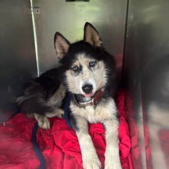 Moon -  Husky Dog for Adoption in Philadelphia, Pennsylvania - Moon | PetCurious