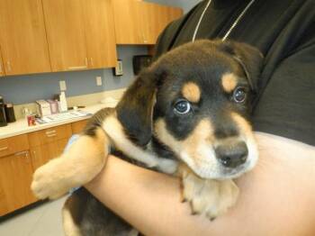Rottweiler and German Shepherd Dog Dogs Available for Adoption in San Jose, California - RALPHY | PetCurious