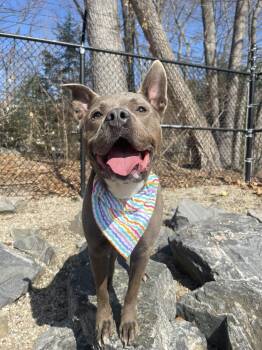 Pit Bull Terrier Dogs Available for Adoption in Middlebury, Connecticut - Bluey | PetCurious