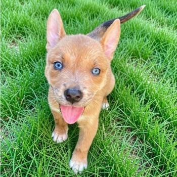 Curly -  Mixed Breed Dog for Adoption in Hemet, California - Curly | PetCurious
