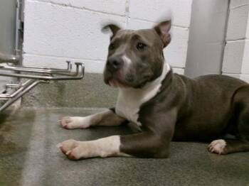 ATHENA -  Pit Bull Terrier and Mixed Breed Dog for Adoption - ATHENA | PetCurious