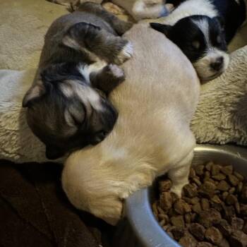 Miniature Poodle and Mixed Breed Dogs Available for Adoption in Richmond, California - PUP5 | PetCurious