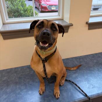 Winston -  Black Mouth Cur and Boxer Dog for Adoption in Lynchburg, Virginia - Winston | PetCurious