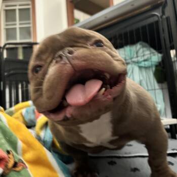 American Bulldog Dogs Available for Adoption in Huber Heights, Ohio - Mochi | PetCurious