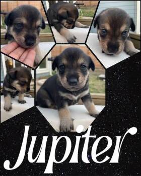 Beagle and Foxhound Dogs Available for Adoption - Jupiter | PetCurious