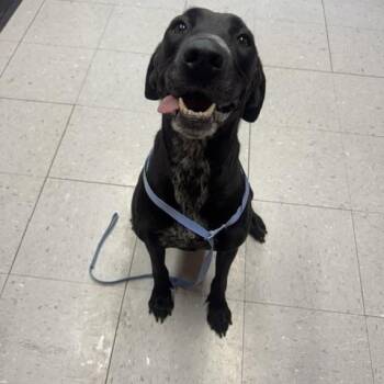 Indie -  Black Labrador Retriever and German Shorthaired Pointer Dog for Adoption in Lexington, Nebraska - Indie | PetCurious