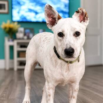 Jingle -  Australian Cattle Dog Blue Heeler and Mixed Breed Dog for Adoption in Oak Point, Texas - Jingle | PetCurious