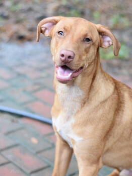 Rescue Labrador Retriever and Shepherd Dogs for Adoption in Conroe, Texas - Robbie (Cleveland Puppies) | PetCurious