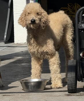 Rescue Standard Poodle and Golden Retriever Dogs for Adoption in Valrico, Florida - Roman | PetCurious