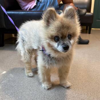 Coco -  Pomeranian Dog for Adoption in Pasadena, California - Coco | PetCurious