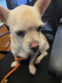 DROOPY -  Terrier Dog for Adoption in West Valley City, Utah - DROOPY | PetCurious