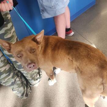 Molly -  Shepherd Dog for Adoption in Kingman, Arizona - Molly | PetCurious