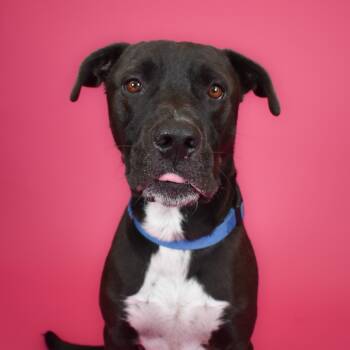 Rescue Black Labrador Retriever and Mixed Breed Dogs for Adoption in West Palm Beach, Florida - Green Bean | PetCurious