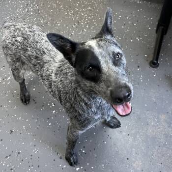 Rescue Mixed Breed Dogs for Adoption in Alabaster, Alabama - Porkchop | PetCurious