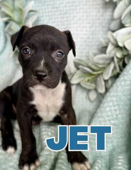 Mixed Breed Dogs Available for Adoption in Shalimar, Florida - Jet | PetCurious