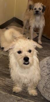 Bubba & Pal -  Terrier Dog for Adoption in Apple Valley, California - Bubba & Pal | PetCurious