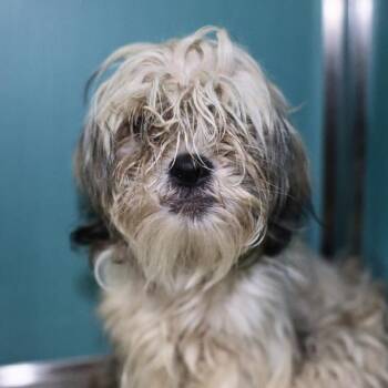 Shih Tzu Dogs Available for Adoption in San Antonio, Texas - WOODY | PetCurious