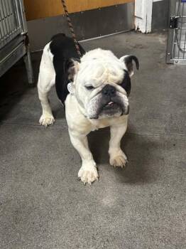 WHIT -  English Bulldog Dog for Adoption - WHIT | PetCurious