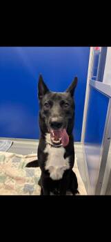 German Shepherd Dog and Husky Dogs Available for Adoption in Kalamazoo, Michigan - Kipper | PetCurious