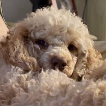 Laredo -  Bernese Mountain Dog and Miniature Poodle Dog for Adoption - Laredo | PetCurious