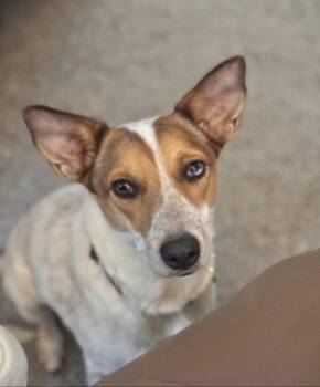 Rescue Jack Russell Terrier Dogs for Adoption in Sadler, Texas - Liza | PetCurious