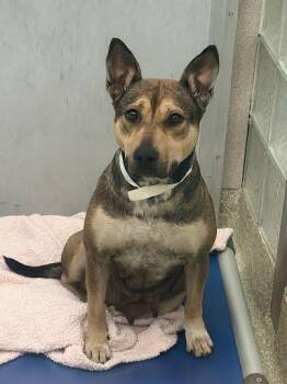 Shepherd and Mixed Breed Dogs Available for Adoption - Bella | PetCurious