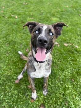 Rescue Mixed Breed Dogs for Adoption in Roseburg, Oregon - Si | PetCurious