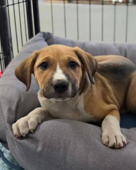 Moosey -  Pit Bull Terrier and Hound Dog for Adoption in Novato, California - Moosey | PetCurious