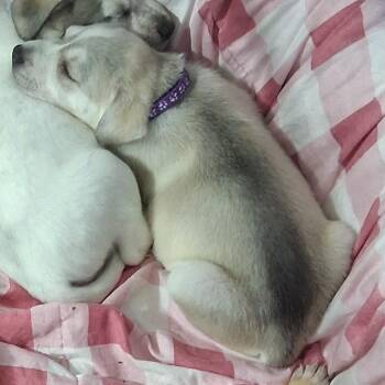 Lea/1 -  Cattle Dog and German Shepherd Dog Dog for Adoption in Thompson Falls, Montana - Lea/1 | PetCurious