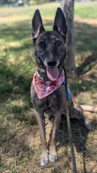 Betsy -  Belgian Shepherd Malinois Dog for Adoption in Los Angeles, California - Betsy | PetCurious