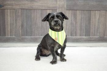 Perry -  Shih Tzu and Poodle Dog for Adoption in Frisco, Texas - Perry | PetCurious
