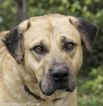 Atari -  Mastiff Dog for Adoption in Nashville, Tennessee - Atari | PetCurious