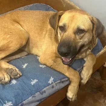 Anna -  Mixed Breed Dog Available for Adoption in Nantucket, Massachusetts - Anna | PetCurious