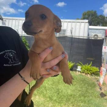 Papi -  Mixed Breed Dog for Adoption in Dickinson, Texas - Papi | PetCurious